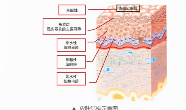 身体乳什么时候用