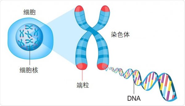 乌龟能活多久