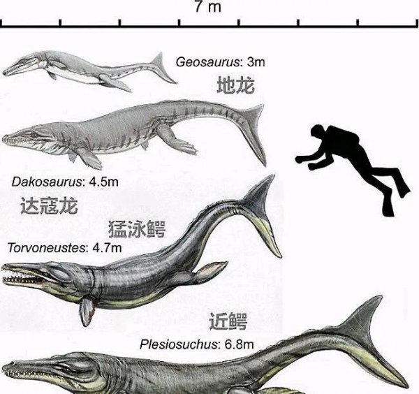 海里有鳄鱼吗鳄鱼能在海里生存吗