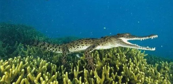 海里有鳄鱼吗鳄鱼能在海里生存吗