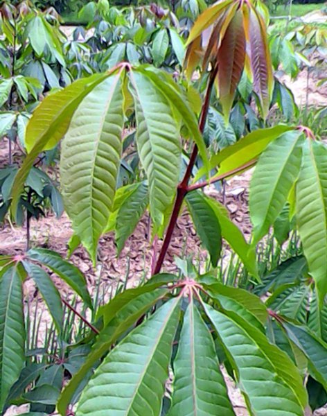 热带雨林有什么植物