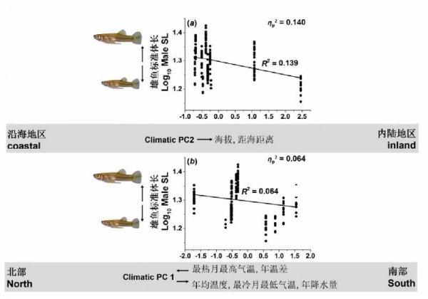 食蚊鱼多久繁殖一次