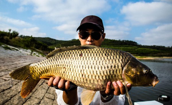 夏季钓鲤鱼用什么饵料最好