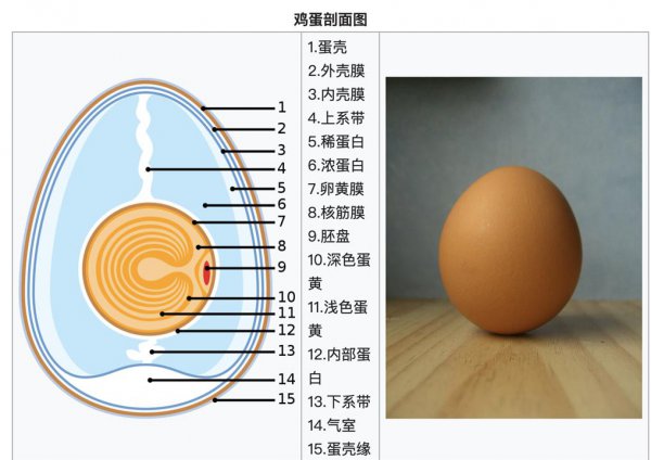 受精蛋和普通蛋有什么区别