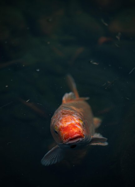 鱼缸水有泡沫怎么办