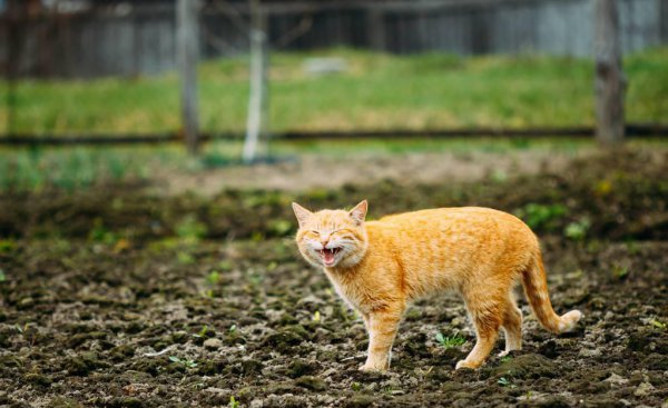 野猫晚上为什么会鬼哭狼嚎