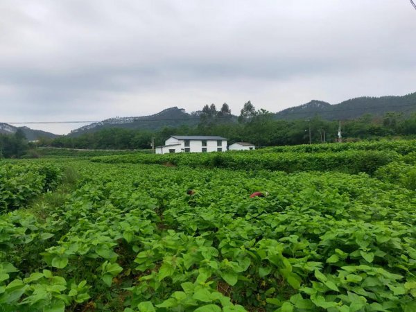 养蚕一年能赚多少钱