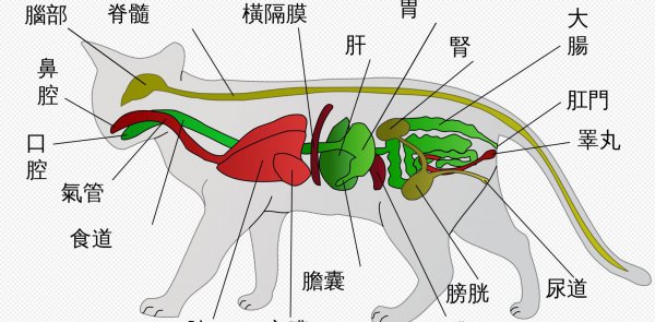 什么动物最怕水