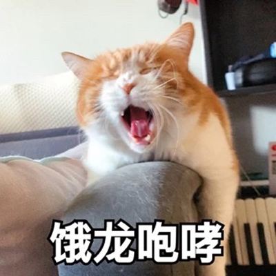 猫咪为什么一直叫不停