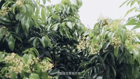 一骑红尘妃子笑荔枝从哪里来