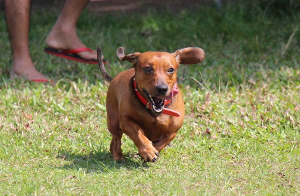 腊肠犬的优点和缺点有哪些