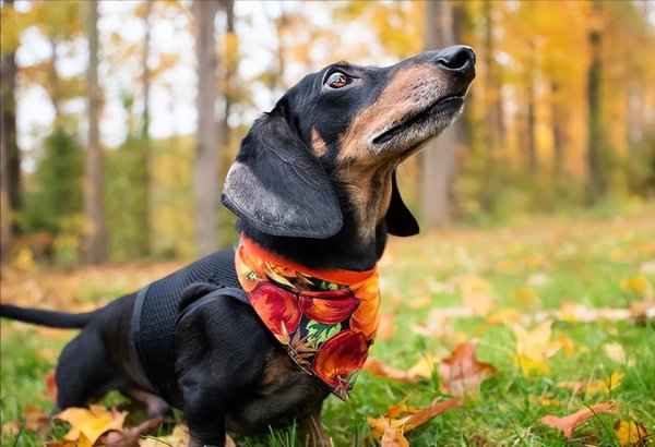 腊肠犬的优点和缺点有哪些