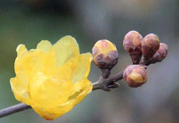 腊梅花的特点