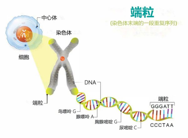 人的寿命最长达到多少岁