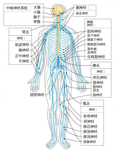 拉瓦锡断头实验是真的吗