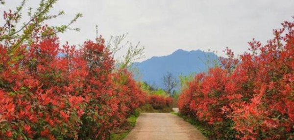 石楠花为什么叫精子树