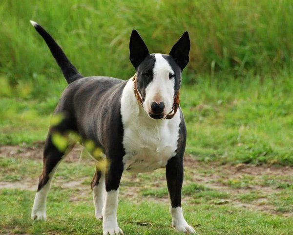 最凶猛的犬排名