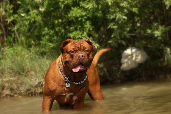 最凶猛的犬排名