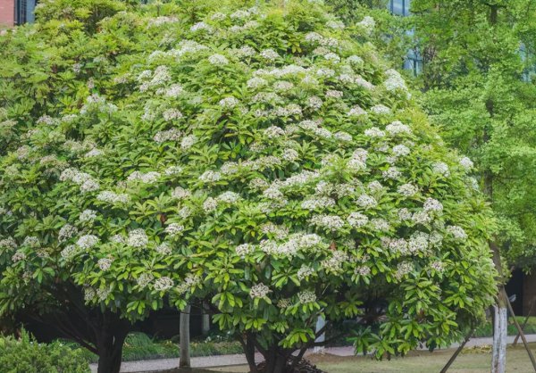 石楠花什么味道