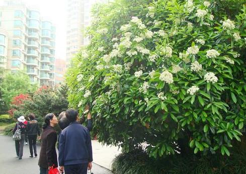 石楠花什么味道