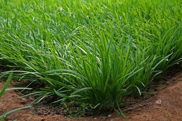 韭菜种植最佳的时间及方法