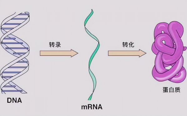 章鱼有多少个大脑