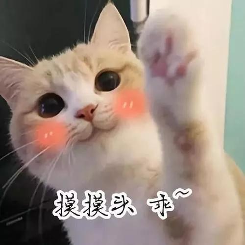 十大最温顺的猫排名榜