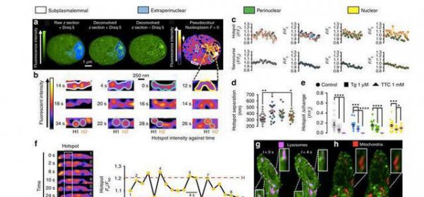 科学家在人体细胞内发现电路板