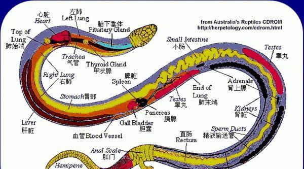 蛇窝被拆了以后蛇还会回来吗