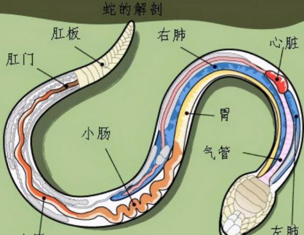 蛇窝被拆了以后蛇还会回来吗