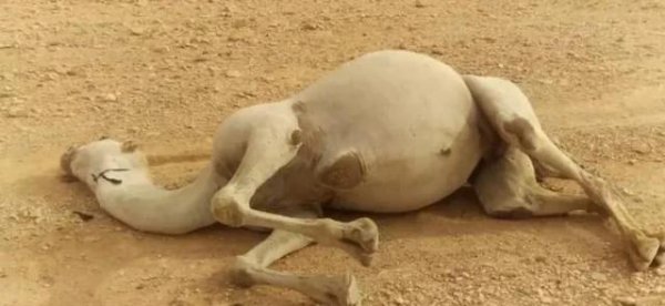 在沙漠中遇到渴死的骆驼为什么不能碰