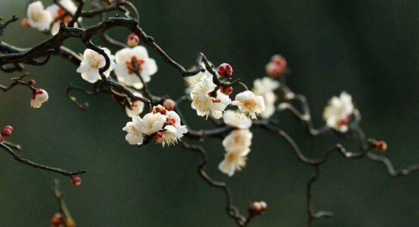 梅花十大稀有品种之首