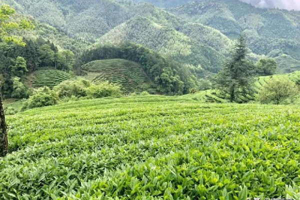 马头岩肉桂属于什么茶