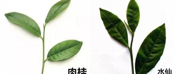 马头岩肉桂属于什么茶