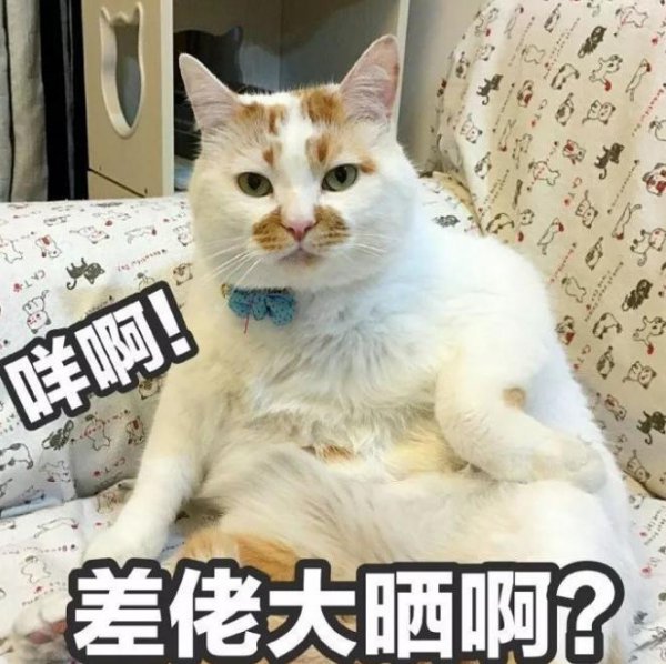 最适合家养的猫排名