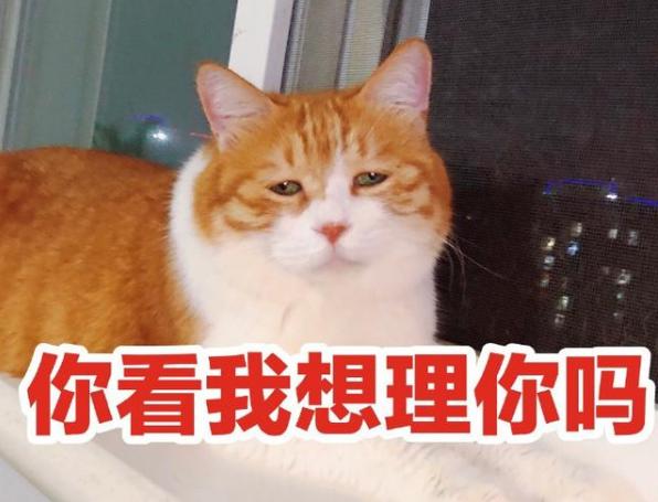 最适合家养的猫排名