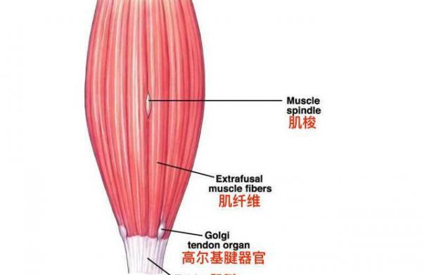 跑步后应该做什么拉伸运动