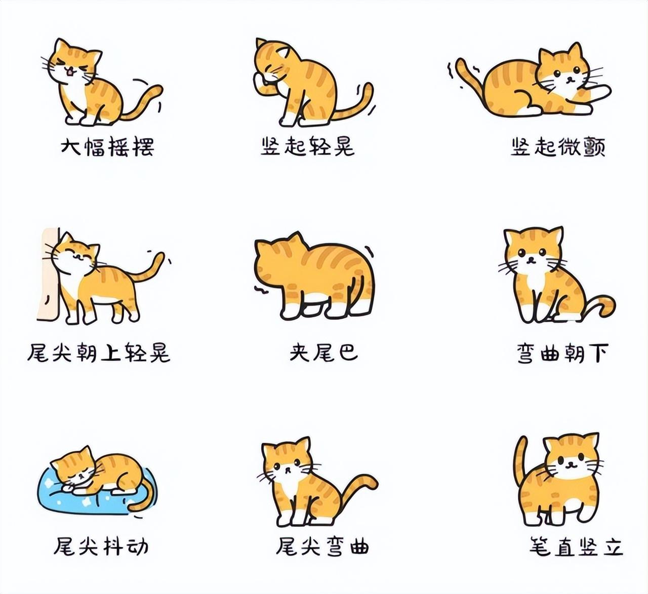 猫咪竖尾巴是什么意思