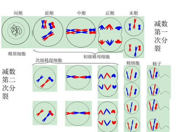 骡子不能生育为什么没有灭绝