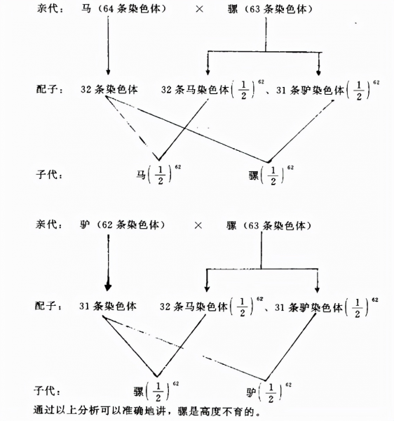 骡子不能生育为什么没有灭绝