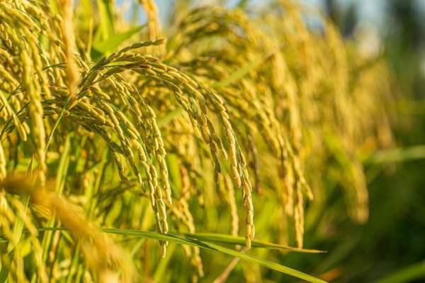 大米夏天怎样保存不生虫