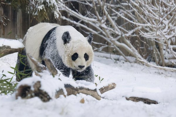 大熊猫为什么只有中国有