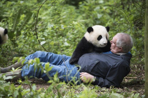 大熊猫为什么只有中国有