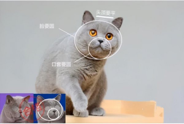 不纯的蓝猫有什么特点