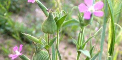 面条菜俗称什么菜