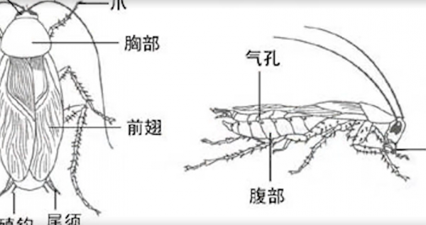 蟑螂怎么消灭最彻底小妙招