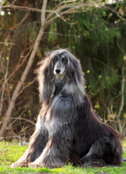 阿富汗犬为什么禁养