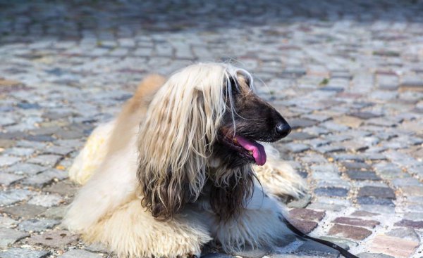 阿富汗犬为什么禁养