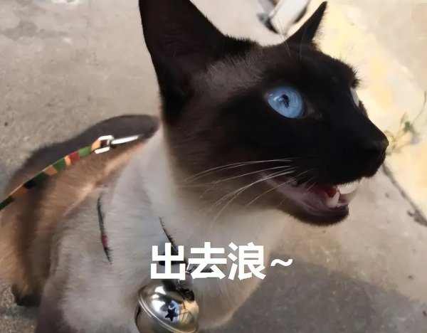 为什么很多猫舍不卖暹罗