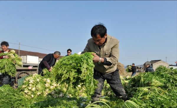 梅干菜是什么东西